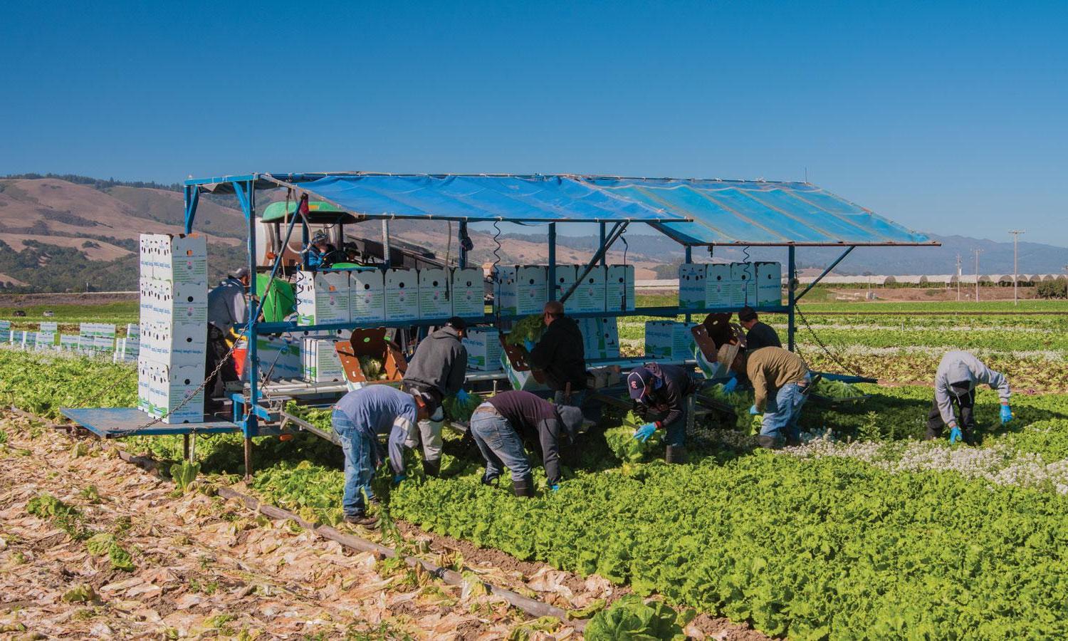 加州农场工人收割生菜
