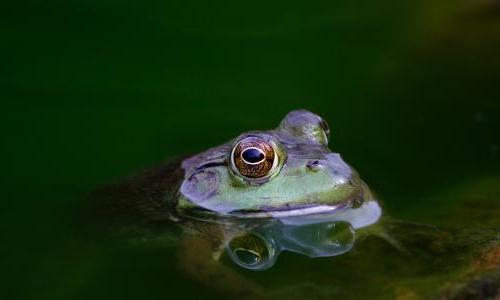 一只青蛙把头探出水面.