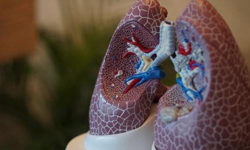 人体肺部的三维模型.